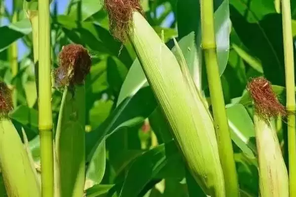 葫玉 303 玉米种简介 ，选肥力中上等地块种它为啥插图1