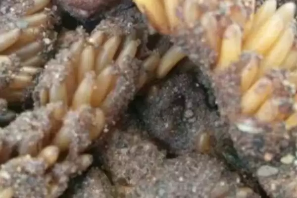 蝗虫的寿命 ，2 – 3 个月寿命对农业有啥影响插图2