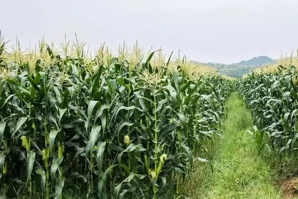 内青5号玉米品种特性揭秘，中抗灰斑病(5MR)优势插图1