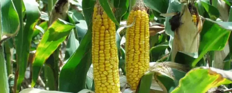 金来 705 玉米种子介绍 ，金来 705 玉米为啥 6 月上旬至下旬播种？-会东网