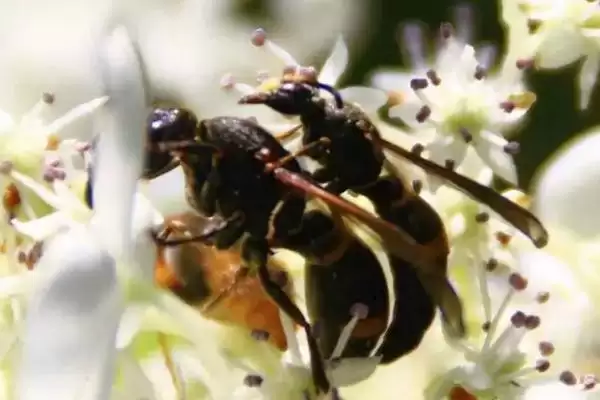 胡蜂的种类 ,金环胡蜂等常见种类有啥区别插图2 胡蜂的种类 ,金环胡蜂等常见种类有啥区别插图2