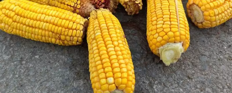 桂糯 529 玉米种子特征特性 ，桂糯 529 玉米中抗小斑病，产量受影响吗？-会东网