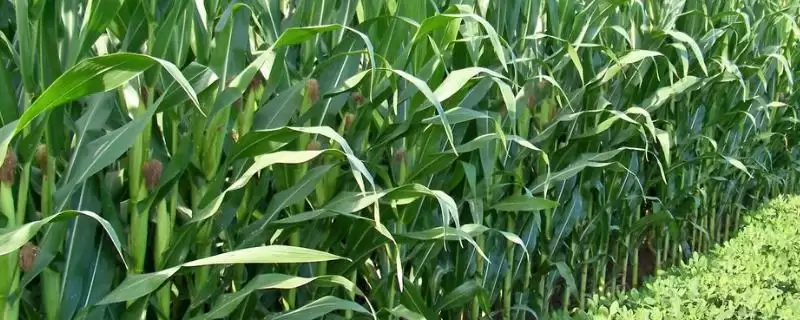 合育 337 玉米种子简介 ,夏播 100 - 103 天效益如何-会东网