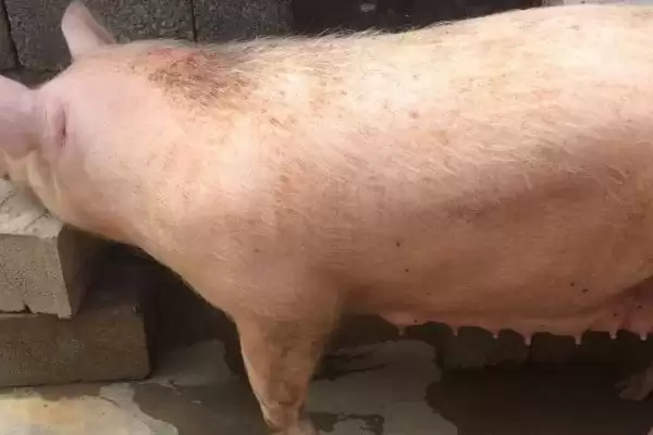 后备母猪配种口诀 ,母猪发呆配种受胎是真的吗插图1 后备母猪配种口诀 ,母猪发呆配种受胎是真的吗插图1