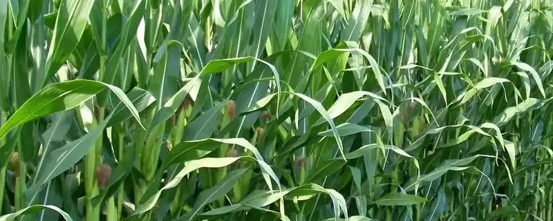 亨达 418 玉米种子特征特性 ，4 月下旬至 5 月上旬播种为啥好-会东网