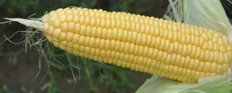 禾为贵 308 玉米种子介绍 ，中抗茎腐病的它产量咋样-会东网