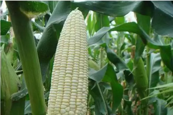 利农368玉米种子亮相,中抗丝黑穗病特性要点公布插图1 利农368玉米种子亮相,中抗丝黑穗病特性要点公布插图1