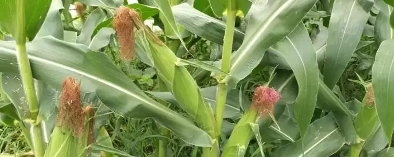 华庆 206 玉米种子介绍 ,幼苗期叶鞘紫色的华庆 206 有啥特别插图 华庆 206 玉米种子介绍 ,幼苗期叶鞘紫色的华庆 206 有啥特别插图