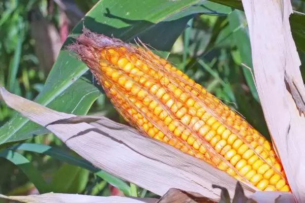 冀玉 3421 玉米品种的特性 ，冀玉 3421 玉米中抗小斑病，优势在哪？插图1
