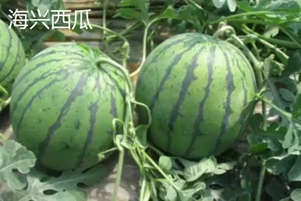 河北海兴县的特产 ，鱼子鱼粉等特产有啥特色插图5