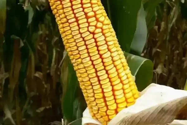 金玉汇 1 号玉米种子介绍 ，金玉汇 1 号玉米中抗小斑病，产量受影响吗？插图2