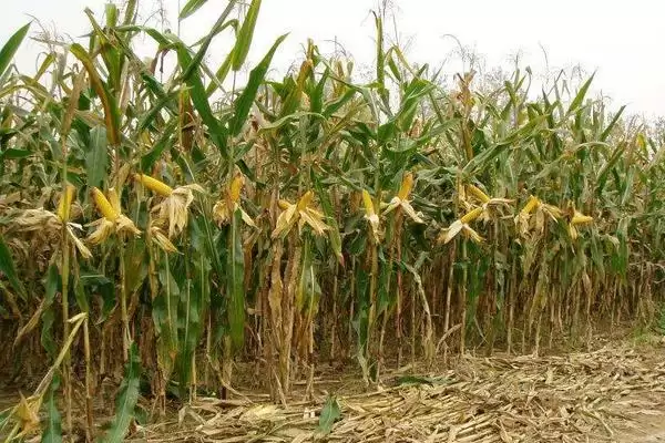 宏瑞 158 玉米品种的特性 ,中抗小斑病的它优势在哪插图3 宏瑞 158 玉米品种的特性 ,中抗小斑病的它优势在哪插图3