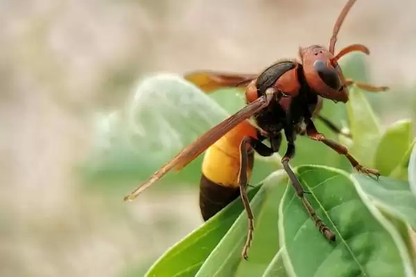 胡蜂的种类 ,金环胡蜂等常见种类有啥区别插图3 胡蜂的种类 ,金环胡蜂等常见种类有啥区别插图3