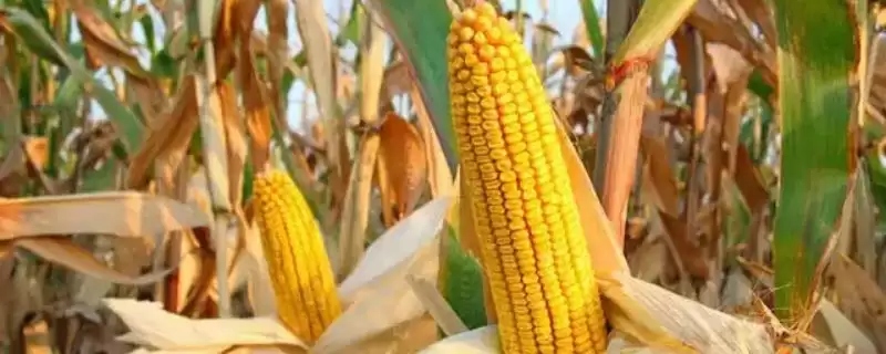 江玉 898 玉米种简介 ，江玉 898 玉米全生育期 103 天，效益高吗？-会东网