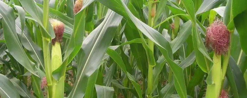 华龙 21 玉米种子简介 ，5500 株  亩密度种植可行吗-会东网