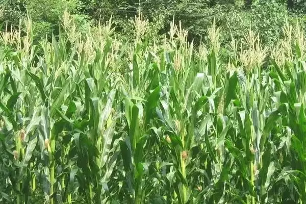 隆平722玉米种子登场，4月下旬-5月上旬播种时间公布插图3