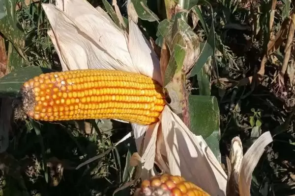 亨达 366 玉米品种简介 ,中晚熟的亨达 366 表现咋样插图3 亨达 366 玉米品种简介 ,中晚熟的亨达 366 表现咋样插图3