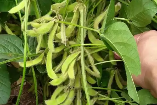 桂夏 1702 大豆种子特征特性 ，桂夏 1702 大豆生育期适中，适合哪片地？插图3