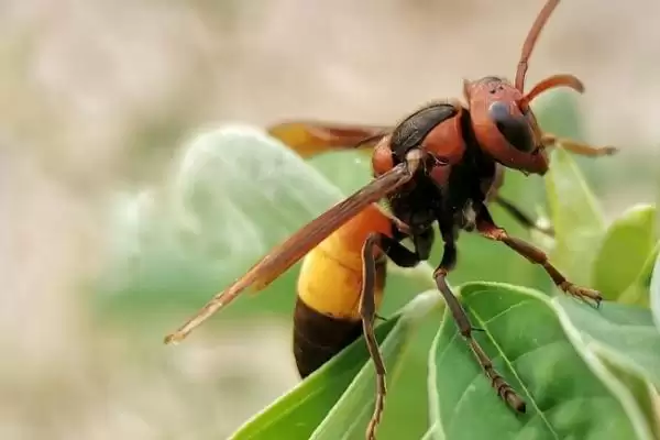 胡蜂的种类 ,金环胡蜂等常见种类有啥区别插图7 胡蜂的种类 ,金环胡蜂等常见种类有啥区别插图7