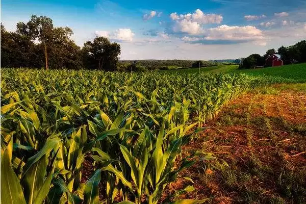 利玉61玉米种子上线,防治地下害虫和玉米螟要点解读插图1 利玉61玉米种子上线,防治地下害虫和玉米螟要点解读插图1