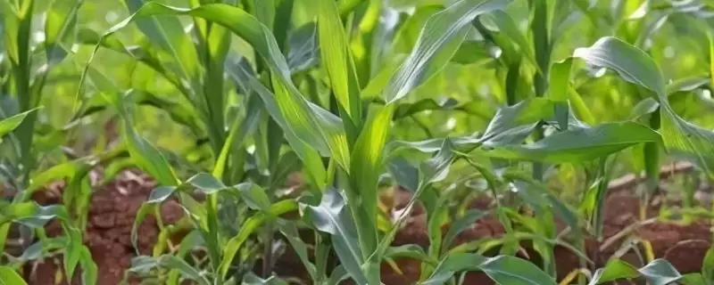 金岛 818 玉米种简介 ，金岛 818 玉米株型半紧凑有啥好处？-会东网