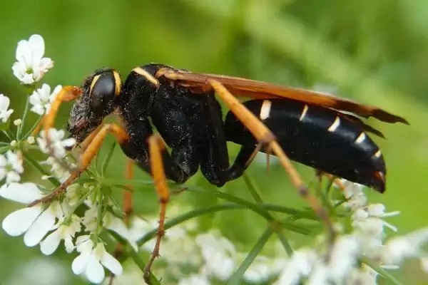 胡蜂的种类 ,金环胡蜂等常见种类有啥区别插图4 胡蜂的种类 ,金环胡蜂等常见种类有啥区别插图4