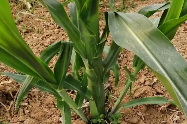 农大377玉米种登场，4500株亩左右适宜密度受关注插图3