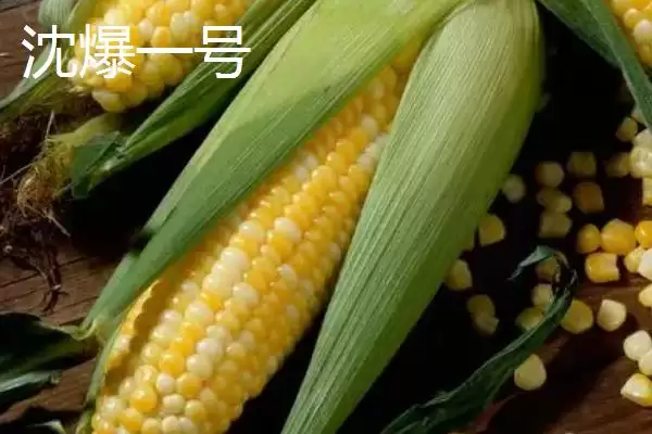生产爆米花玉米品种揭秘，爆裂玉米成主角受关注插图4