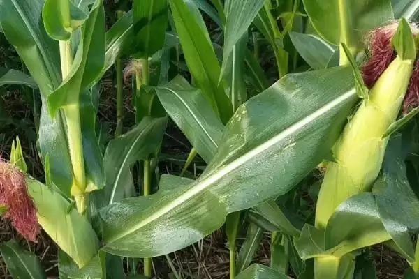 隆平509玉米品种特性揭秘，亩植密度3000株左右数据公布插图1
