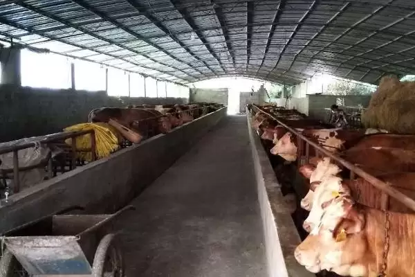 酒糟喂羊好处揭秘,增进食欲等功效要点解读插图3 酒糟喂羊好处揭秘,增进食欲等功效要点解读插图3