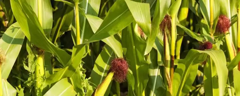 梦玉706玉米种登场，中抗茎腐病优势受瞩目-会东网