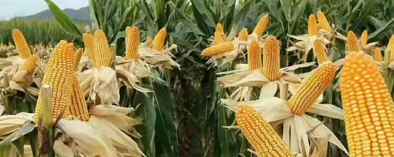 秋硕玉3号（试验名称：秋硕玉3号）玉米种子介绍，区域试验平均生育期130天生长周期-会东网