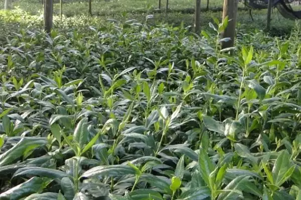 草珊瑚种子售卖地曝光，种子店和花木市场有货插图3