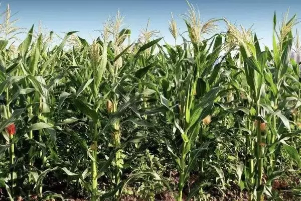 蜀玉青贮201玉米种子特点,中抗大小斑病的抗病能力插图1 蜀玉青贮201玉米种子特点,中抗大小斑病的抗病能力插图1