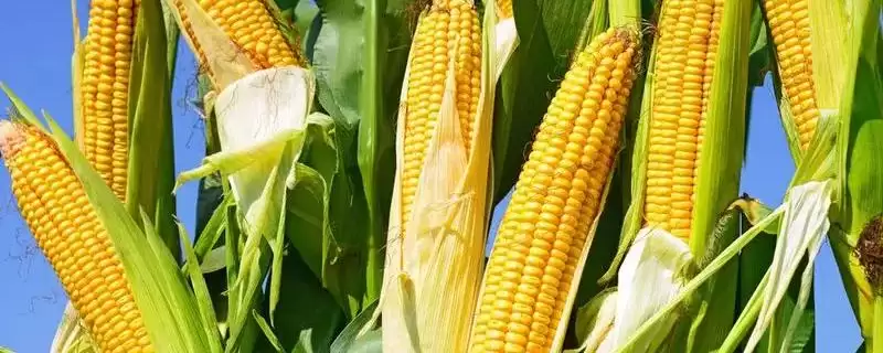伟科931玉米种子有啥特点？5-6月中上旬播种-会东网