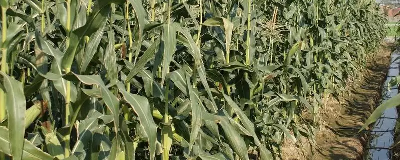 九丰早熟一号玉米种子登场,高抗丝黑穗病特性亮点突出-会东网