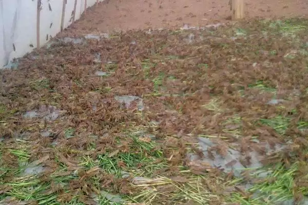 蚂蚱食物揭秘,以植物叶片为食特性受关注插图1 蚂蚱食物揭秘,以植物叶片为食特性受关注插图1