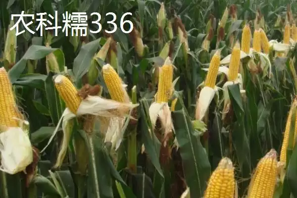 甜糯玉米怎么种植？初春双膜覆盖播种栽培法插图4