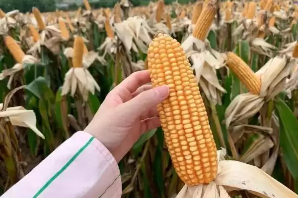 连禾388玉米种子特性曝光，辽宁省春播133天生育期曝光插图3
