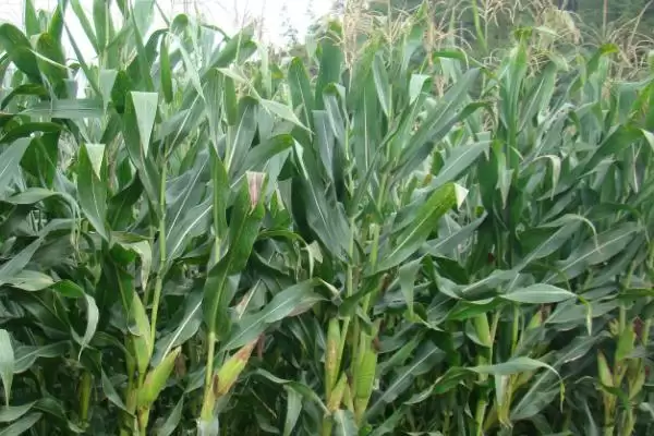 乐盈601玉米种子特性揭秘，5月下旬至6月下旬适宜播期公布插图3