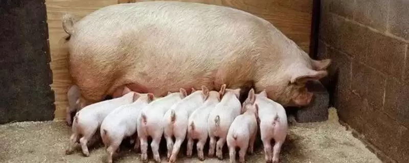 母猪日喂料量解析,配种当天1.6-1.8kg天要点-会东网