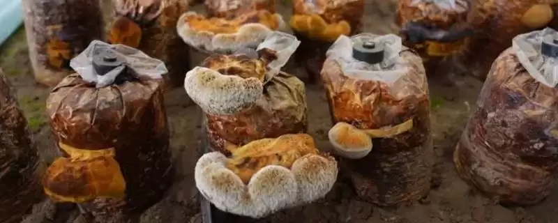 桑黄怎么种植和管理,培养料消毒后接种、养护的要点插图 桑黄怎么种植和管理,培养料消毒后接种、养护的要点插图