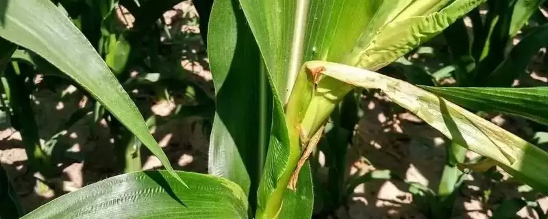 硕联881（试验名称：硕联881）玉米种子介绍，高抗穗腐病的优异表现-会东网