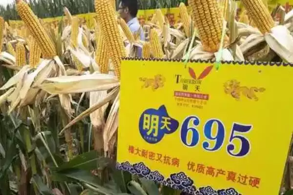 明天695特征特性揭秘，109天左右生育期成焦点插图1