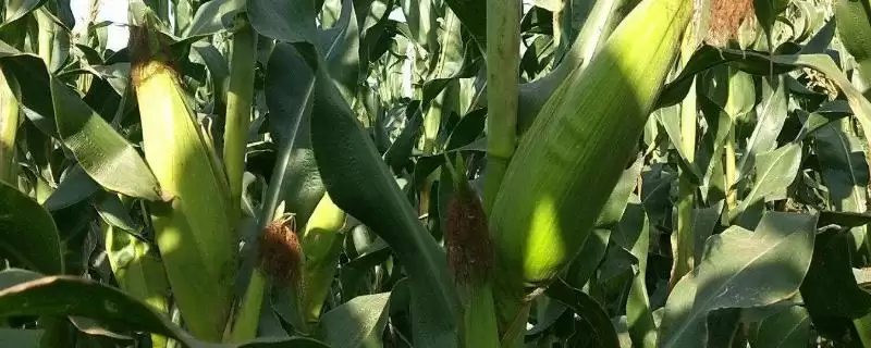 美锋1191玉米种子介绍,3000株亩一般种植密度-会东网