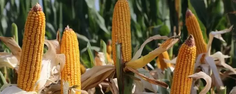 连青贮920玉米种子特性曝光，中抗弯孢菌叶斑病特性要点公布-会东网