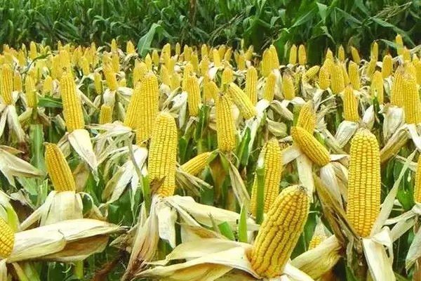 凯地2505玉米种登场，普通玉米品种定位要点公布插图1