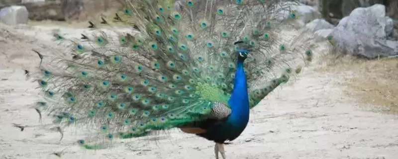 孔雀开屏行为揭秘，求偶目的背后的生物学意义-会东网