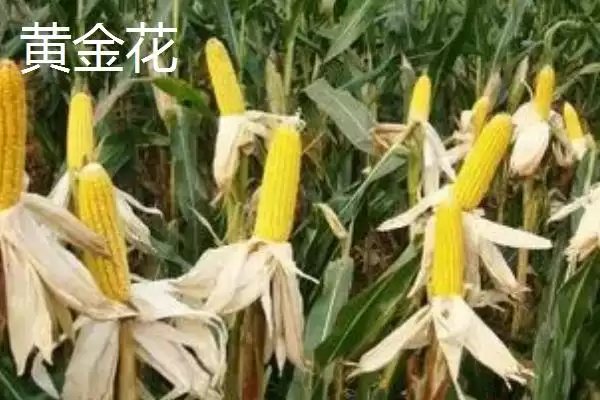 生产爆米花玉米品种揭秘，爆裂玉米成主角受关注插图3