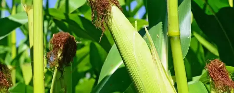 硕达705玉米种子简介，放赤眼蜂防治玉米螟虫的方法-会东网